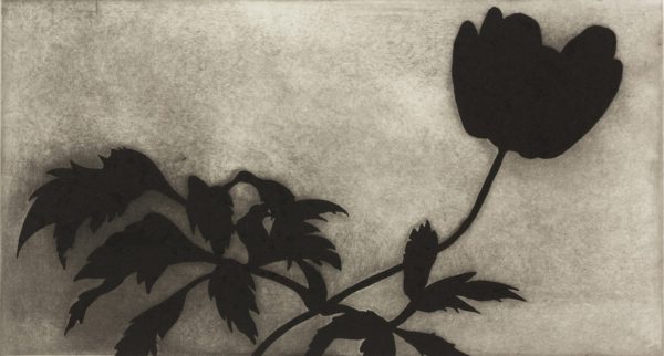 Black Powerflower